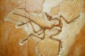 Archaeopteryx.jpg