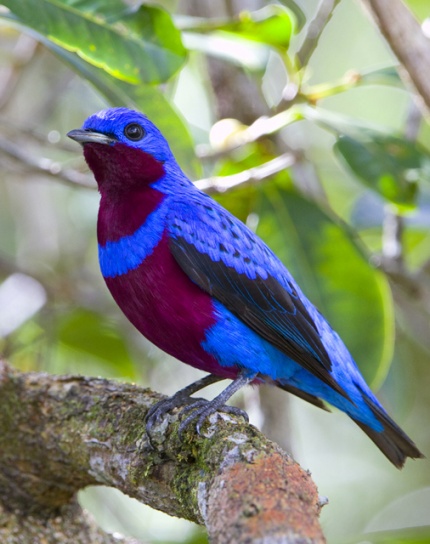 Cotinga.jpg